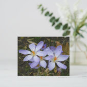 Carte Postale Colchicum autumnale (Debout devant)