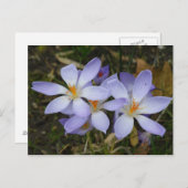 Carte Postale Colchicum autumnale (Devant / Derrière)