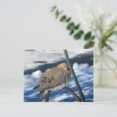 Carte Postale Cold Dove 1 (Debout devant)