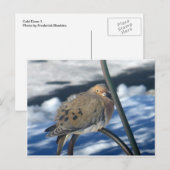 Carte Postale Cold Dove 1 (Devant / Derrière)