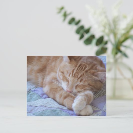 Carte Postale Cole (Debout devant)