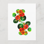 Carte Postale coleção Flores do Brasil capuchinha,  (Devant)