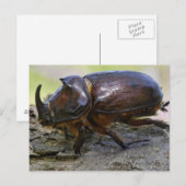 Carte Postale Coléoptère (Devant / Derrière)