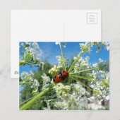 Carte Postale coléoptère de chance (Devant / Derrière)