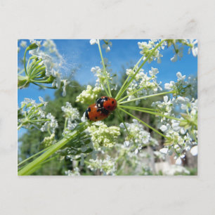 Carte Postale coléoptère de chance