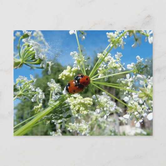 Carte Postale coléoptère de chance (Devant)