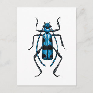 Carte Postale Coléoptère Rosalia Alpina