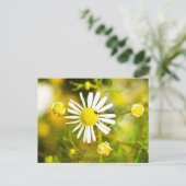 Carte Postale Coléoptère sur fleur jaune et blanche (Debout devant)