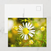Carte Postale Coléoptère sur fleur jaune et blanche (Devant / Derrière)