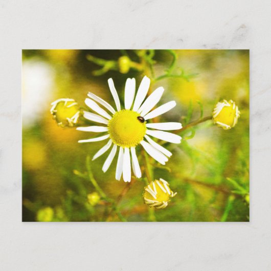 Carte Postale Coléoptère sur fleur jaune et blanche (Devant)