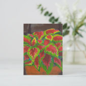 Carte Postale Coleus à Terracotta (Debout devant)