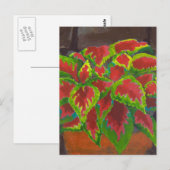 Carte Postale Coleus à Terracotta (Devant / Derrière)