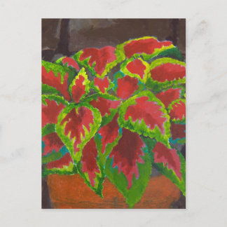 Carte Postale Coleus à Terracotta