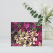 Carte Postale Coleus coloré (Debout devant)