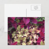 Carte Postale Coleus coloré (Devant / Derrière)