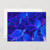 Carte Postale Coleus plante coloré bleu (Devant / Derrière)