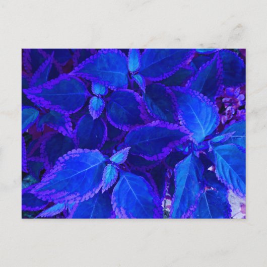 Carte Postale Coleus plante coloré bleu (Devant)