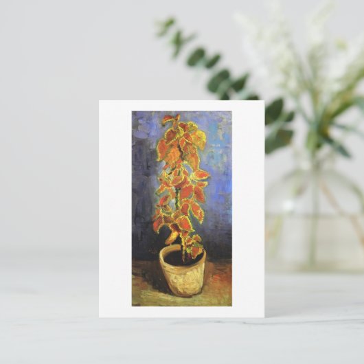 Carte Postale Coleus Plante dans un pot de fleurs, Vincent van G (Debout devant)