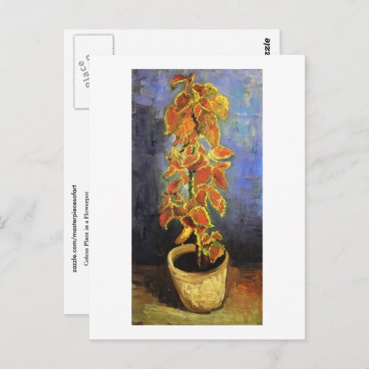 Carte Postale Coleus Plante dans un pot de fleurs, Vincent van G (Devant / Derrière)