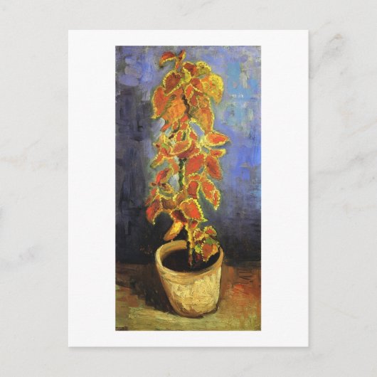 Carte Postale Coleus Plante dans un pot de fleurs, Vincent van G (Devant)