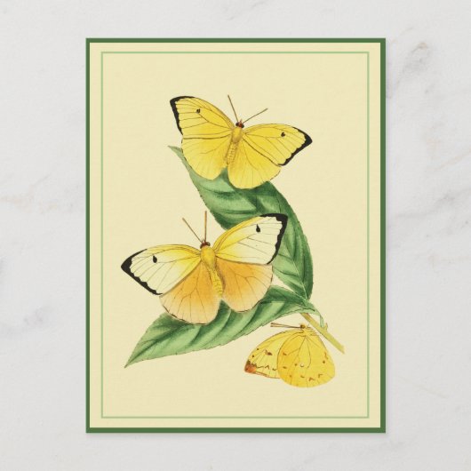 Carte postale Colias Statira Butterfly (Devant)