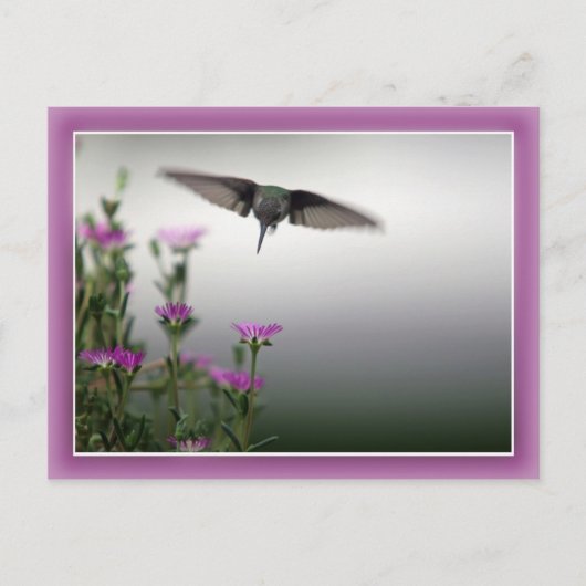 Carte postale Colibri (Devant)