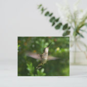 Carte postale Colibri (Debout devant)