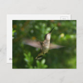 Carte postale Colibri (Devant / Derrière)