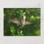 Carte postale Colibri (Devant)