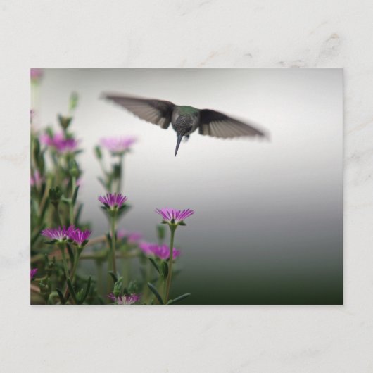 Carte Postale Colibri (Devant)