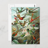 Carte Postale Colibri (Devant / Derrière)