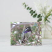 Carte postale Colibri (Debout devant)