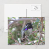 Carte postale Colibri (Devant / Derrière)