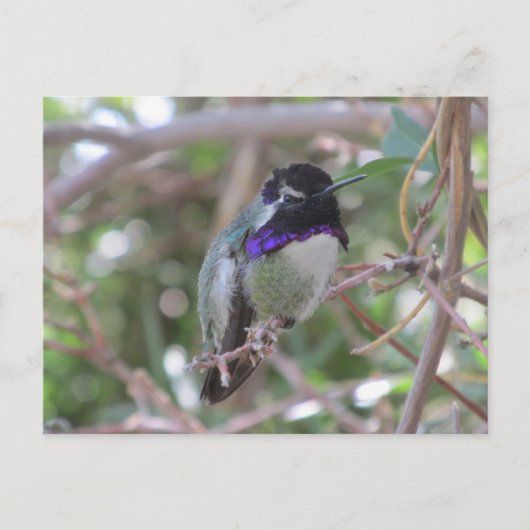 Carte postale Colibri (Devant)