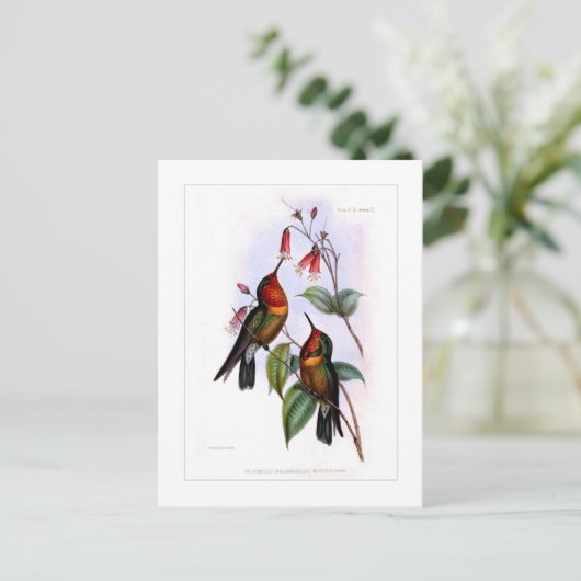 Carte Postale Colibri (Debout devant)