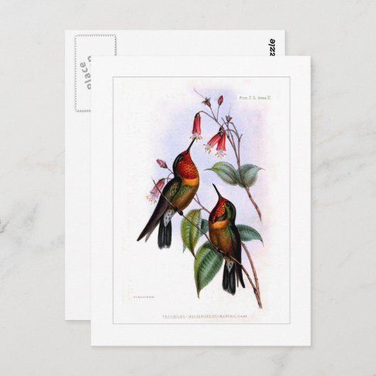 Carte Postale Colibri (Devant / Derrière)
