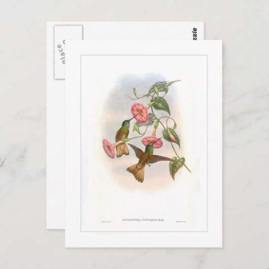 Carte Postale Colibri (Devant / Derrière)