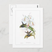 Carte Postale Colibri (Devant / Derrière)