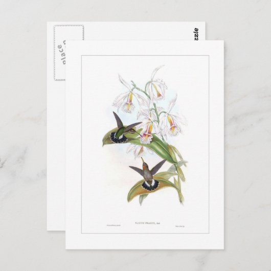 Carte Postale Colibri (Devant / Derrière)