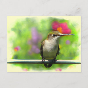 Carte Postale Colibri