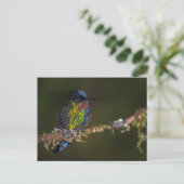 Carte Postale Colibri (Debout devant)