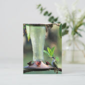 Carte Postale Colibri (Debout devant)