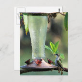 Carte Postale Colibri (Devant / Derrière)