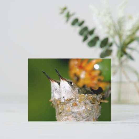 Carte Postale Colibri (Debout devant)