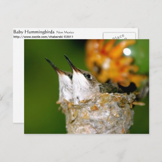 Carte Postale Colibri (Devant / Derrière)