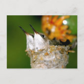 Carte Postale Colibri (Devant)