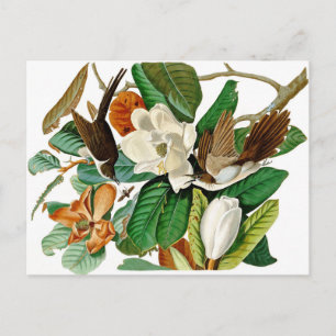 Carte Postale Colibri