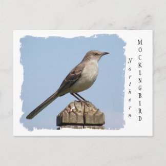 Carte Postale Colibri
