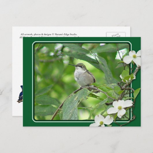 Carte postale Colibri (Devant / Derrière)