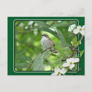 Carte postale Colibri